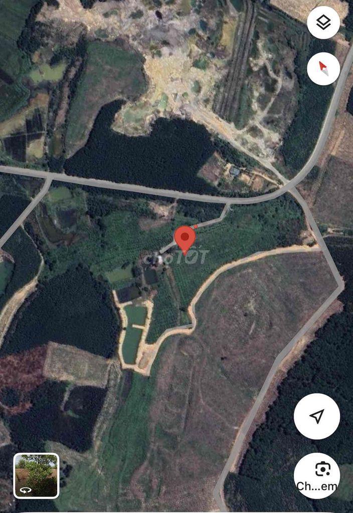 BÁN ĐẤT 50.000m2 CÂY LÂU NĂM VIU ĐÀ LẠT - TRUNG TÂM KCN PHONG ĐIỀN