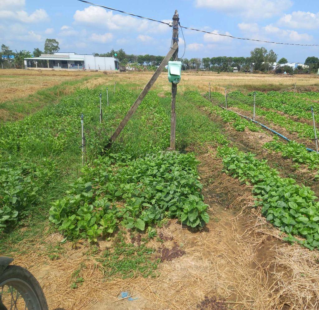 Đất làm nhà vườn gần trung tâm Gò Công