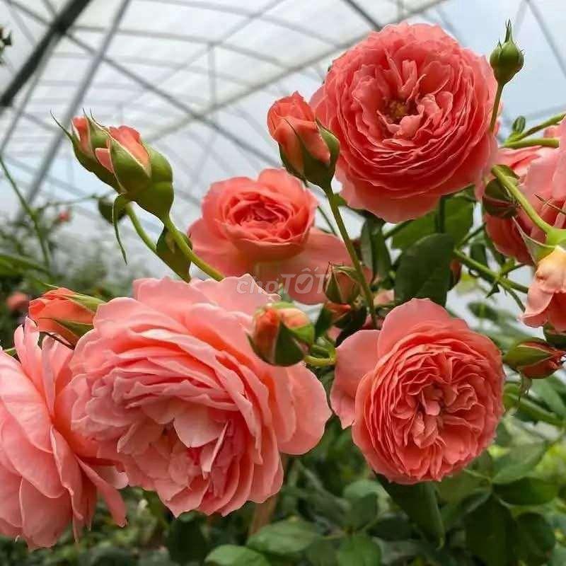 cần cho thuê mặt bằng đường lộ DH 02 ấp ruộng cạn xã Bình nghị