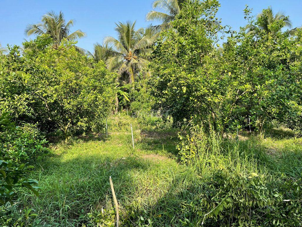 Bán Đất Long Hưng, Đồng Tháp. 17,56m x 27m= 474m, đường ôtô, SH, 850Tr