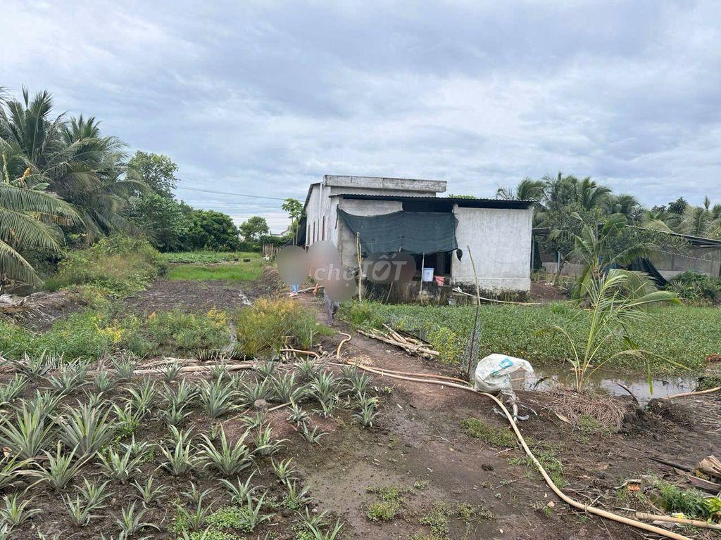 🔥 BÁN ĐẤT 2 MẶT TIỀN KÊNH 13 – TÂN PHƯỚC, TIỀN GIANG 🔥