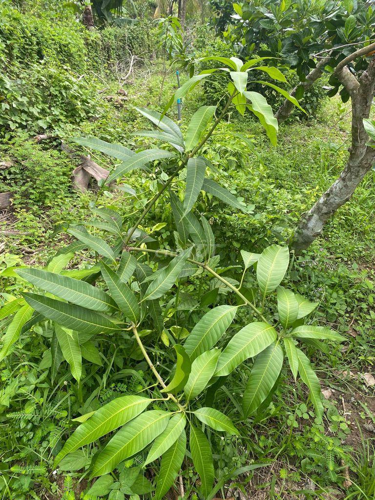 ĐẤT MẶT TIỀN LỘ BỜ KHU, KẾ BÊN TRƯỜNG TIỂU HỌC HOÀ KHÁNH A