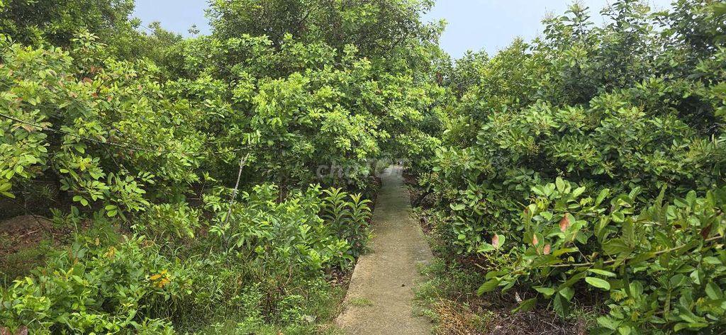 Cần bán đất vườn trồng chôm chôm đang ra bông