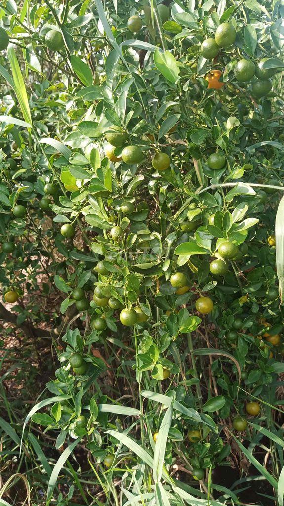 Bán đất gò tắc